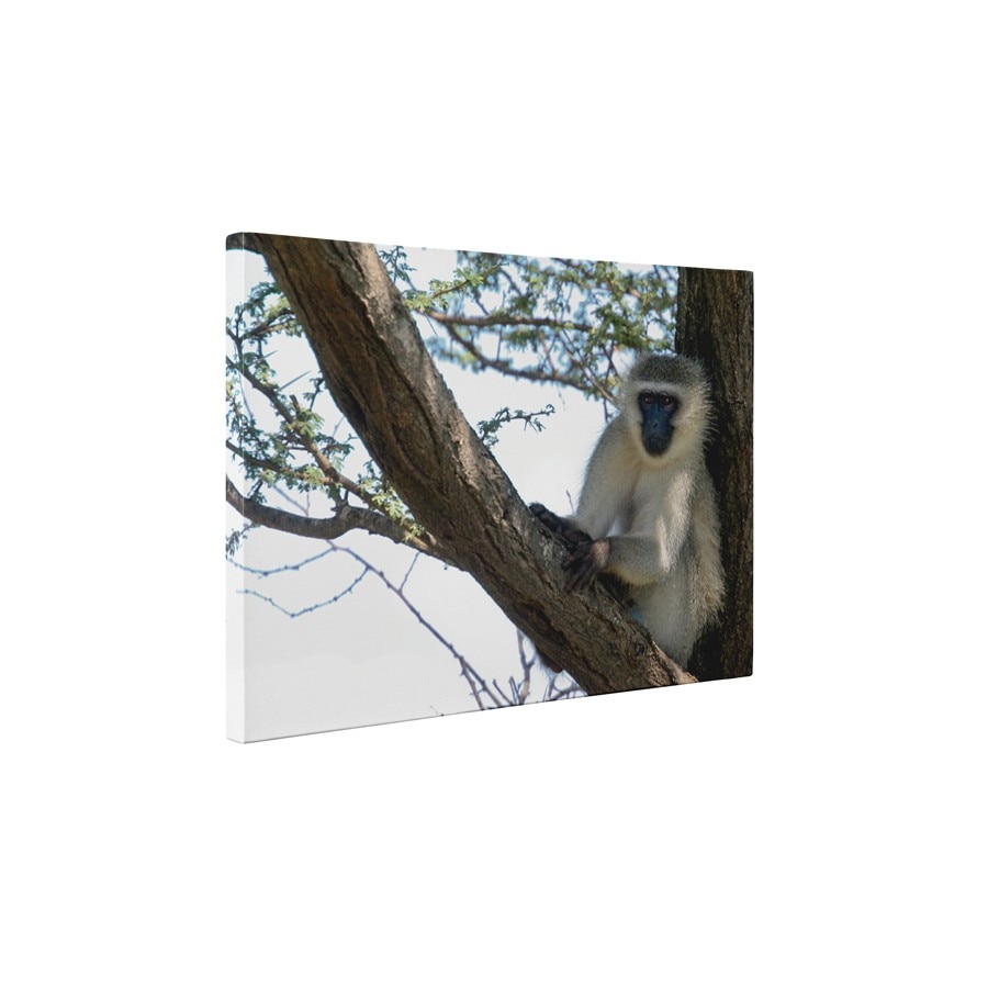 Maimuta pe copac - Tablou Canvas - 50x65 cm