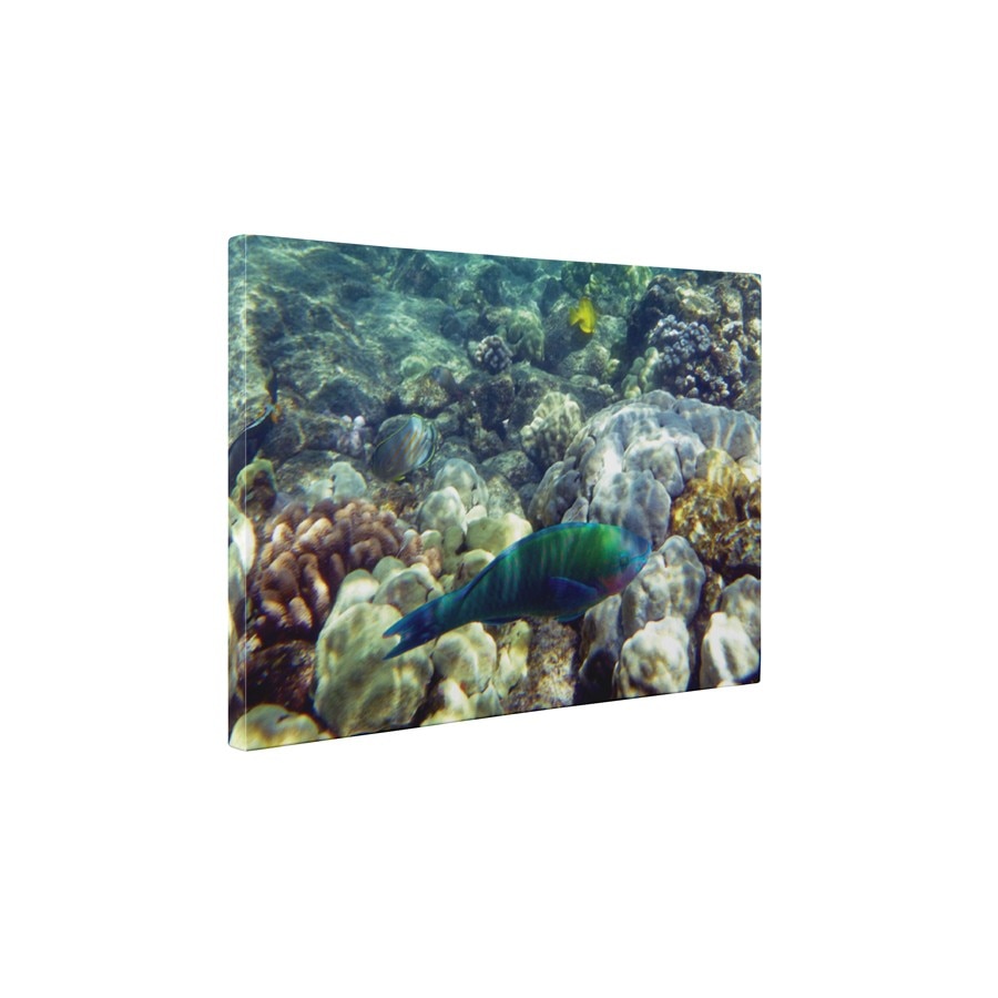 Viata sub apa - Tablou Canvas - 50x65 cm