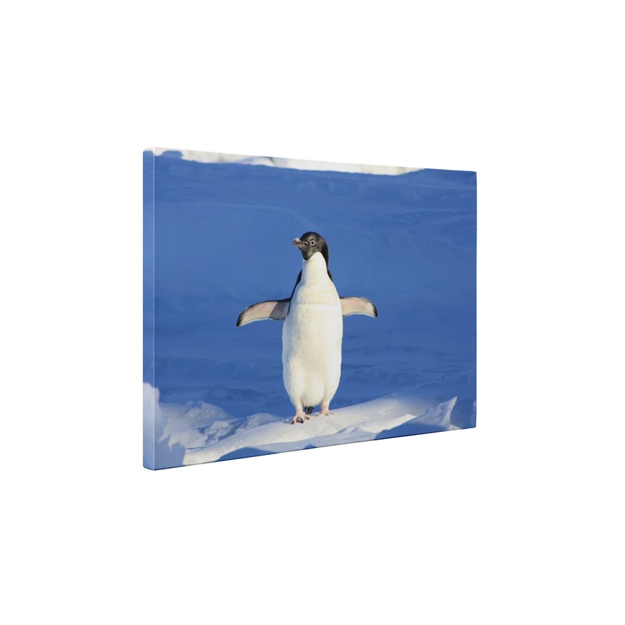 Pinguin dornic sa zboare - Tablou Canvas - 45x60 cm
