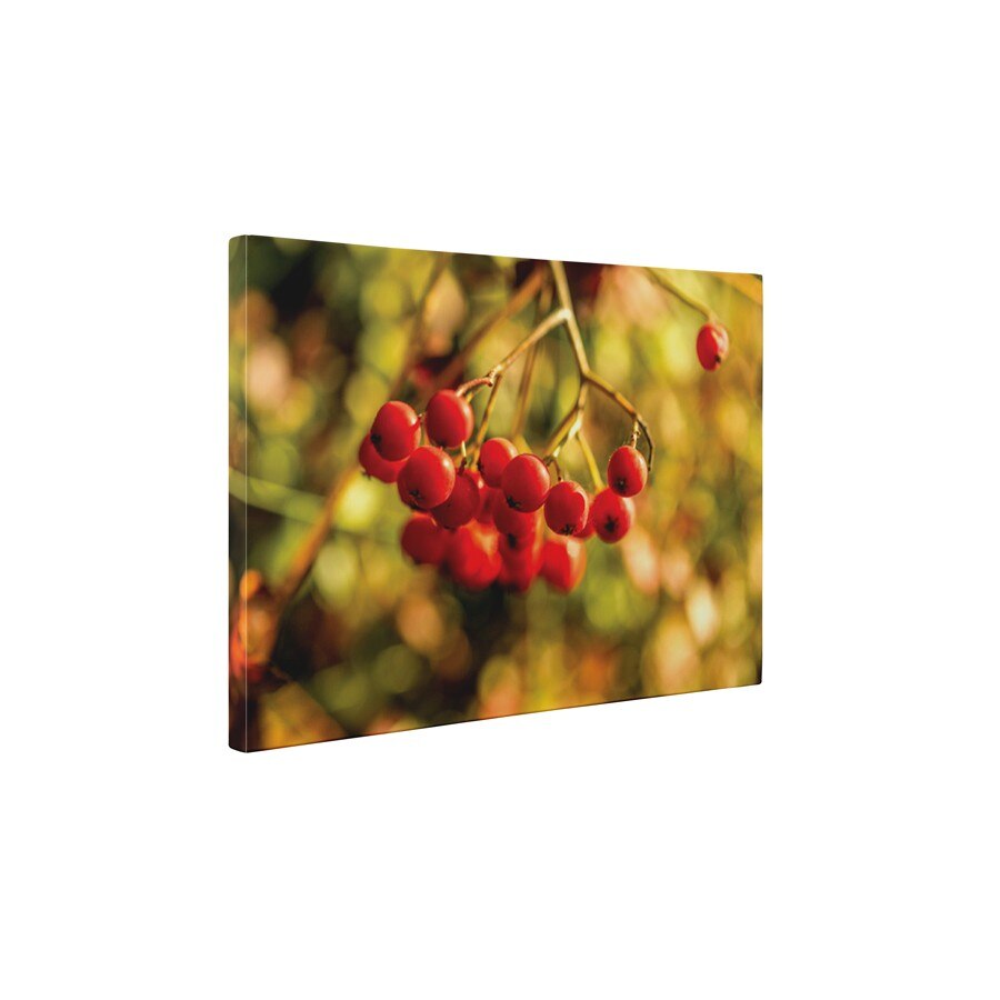Cotoneaster berry - Tablou Canvas - 60x75 cm