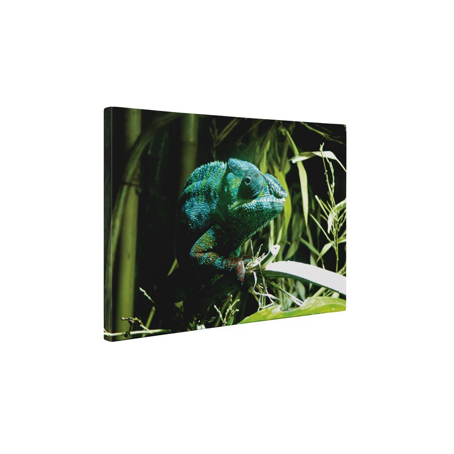Cameleon verde - Tablou Canvas - 65x85 cm