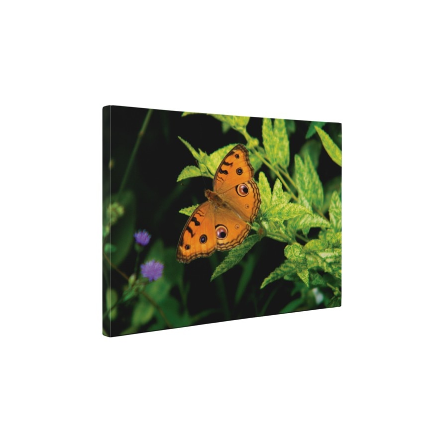Orange butterfly - Tablou Canvas - 15x20 cm