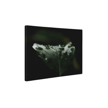 Roua - Tablou Canvas - 60x80 cm Roua - Tablou Canvas - 60x80 cm