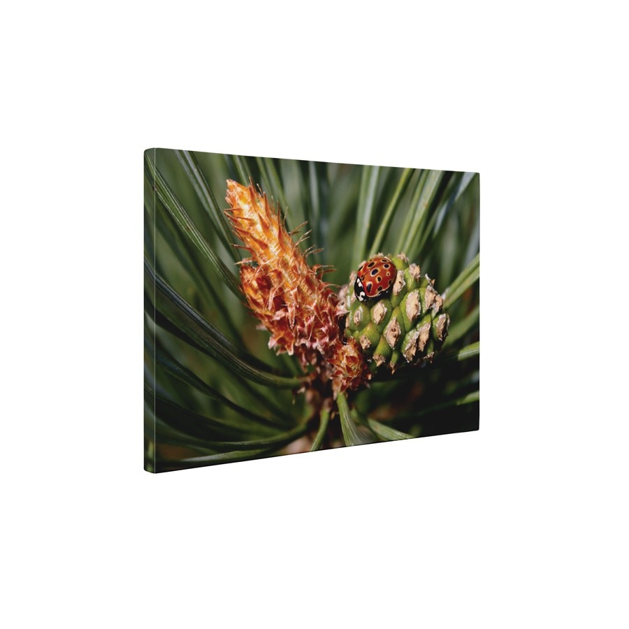 Buburuza micuta - Tablou Canvas - 60x75 cm