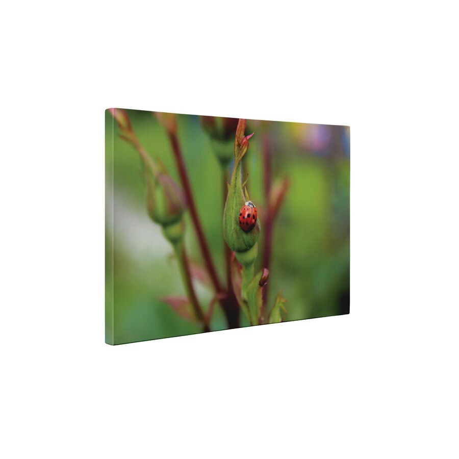 Buburuza pe trandafir - Tablou Canvas - 60x75 cm