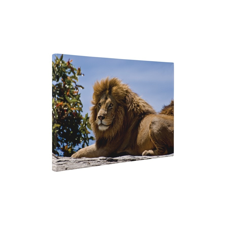 Regele animalelor - Tablou Canvas - 30x40 cm
