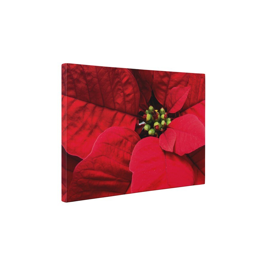 Poinsettia - Tablou Canvas - 60x75 cm