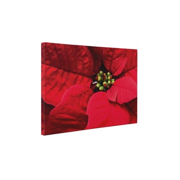 Poinsettia - Tablou Canvas - 60x80 cm Poinsettia - Tablou Canvas - 60x80 cm