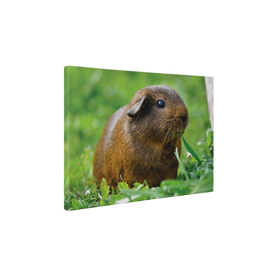 Porcusor de Guineea maro - Tablou Canvas - 45x60 cm