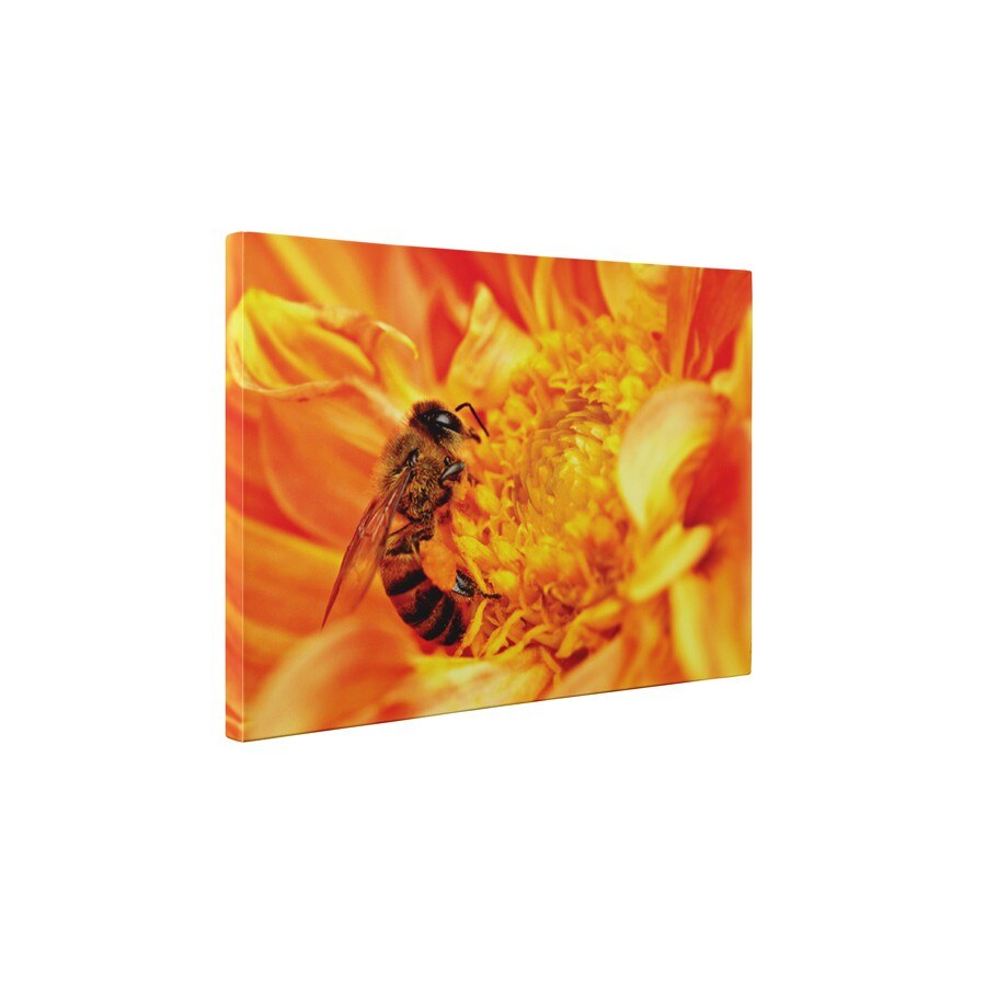 Albinuta harnica - Tablou Canvas - 45x60 cm