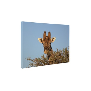 Girafa printre copaci - Tablou Canvas - 80x105 cm Girafa printre copaci - Tablou Canvas - 80x105 cm