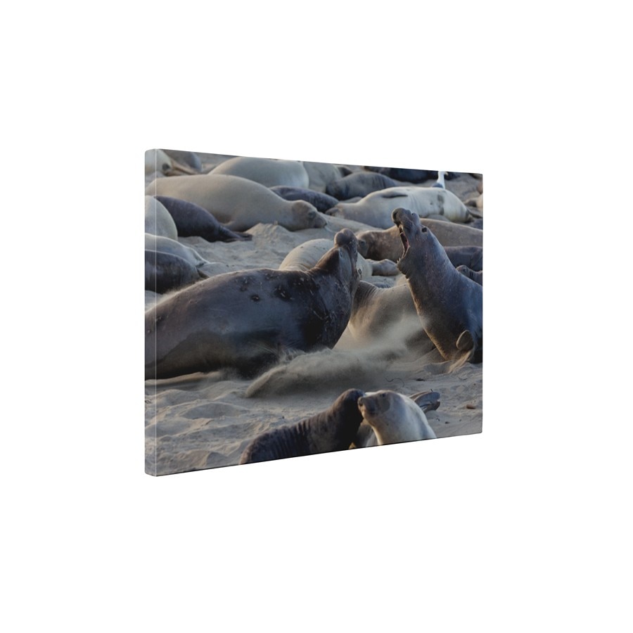 Lei de mare - Tablou Canvas - 60x75 cm