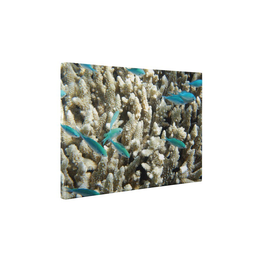 Pestisori si corali - Tablou Canvas - 60x80 cm