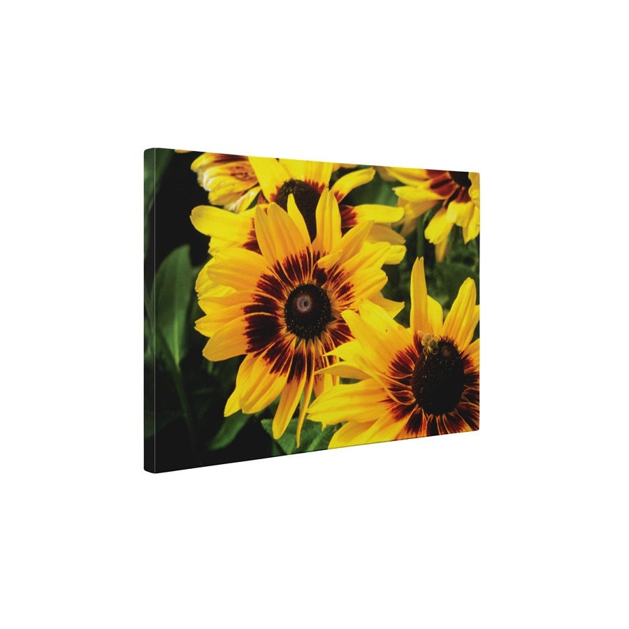 Gerbere galbene - Tablou Canvas - 60x75 cm