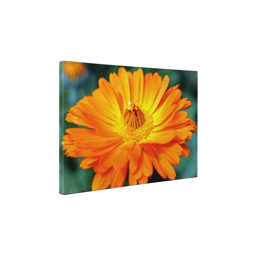 Gerbera - Tablou Canvas - 45x60 cm