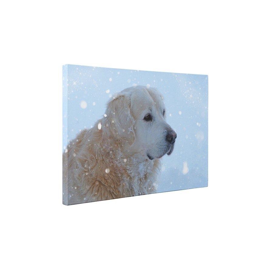 Golden retriever - Tablou Canvas - 50x65 cm