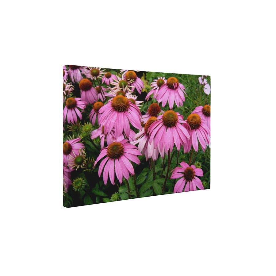 Echinaceea - Tablou Canvas - 60x75 cm