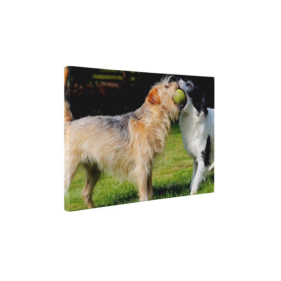 Caini jucausi - Tablou Canvas - 60x75 cm