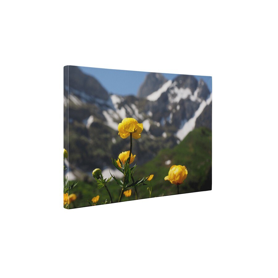 Inul galben - Tablou Canvas - 75x100 cm