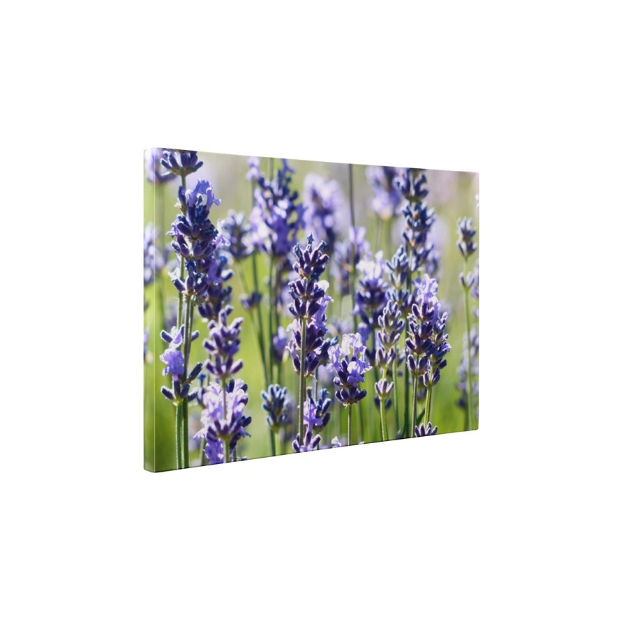 Levantica - Tablou Canvas - 60x75 cm