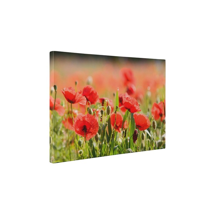 Camp de maci - Tablou Canvas - 45x60 cm