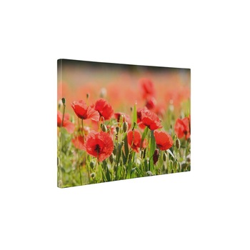 Camp de maci - Tablou Canvas - 50x65 cm Camp de maci - Tablou Canvas - 50x65 cm