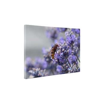 Albinuta - Tablou Canvas - 60x80 cm Albinuta - Tablou Canvas - 60x80 cm