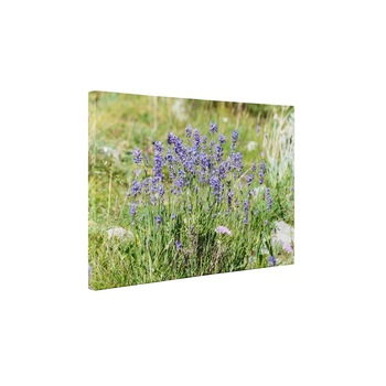 Flori de camp - Tablou Canvas - 50x65 cm Flori de camp - Tablou Canvas - 50x65 cm