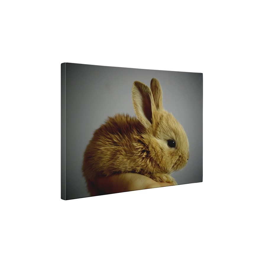Iepuras - Tablou Canvas - 60x75 cm
