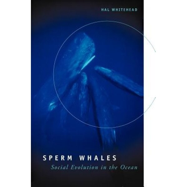 Sperm Whales: Social Evolution in the Ocean, Hal Whitehead (Author)