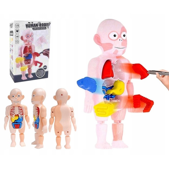 Model anatomic al corpului uman, SinPi, 16 elemente, 23,5x11x5,5cm, educativ