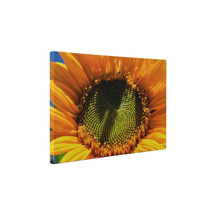 Seminte de floarea soarelui - Tablou Canvas - 60x80 cm