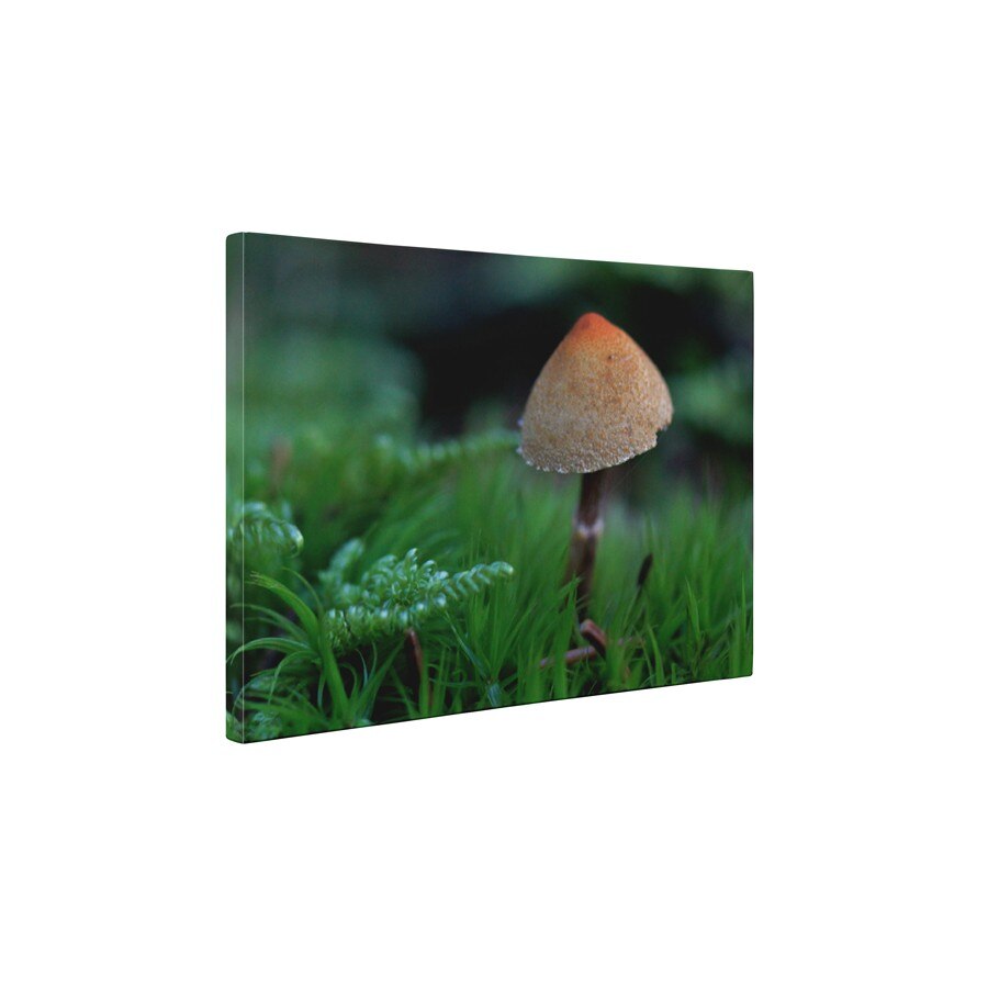 O ciuperca - Tablou Canvas - 80x105 cm