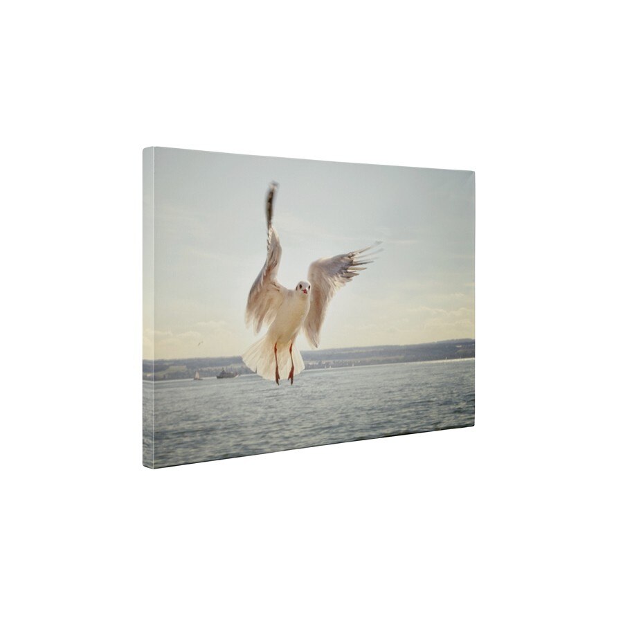 Pescarus - Tablou Canvas - 60x80 cm