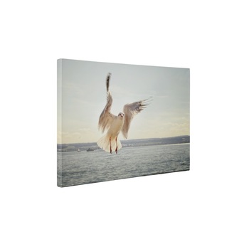 Pescarus - Tablou Canvas - 50x65 cm Pescarus - Tablou Canvas - 50x65 cm