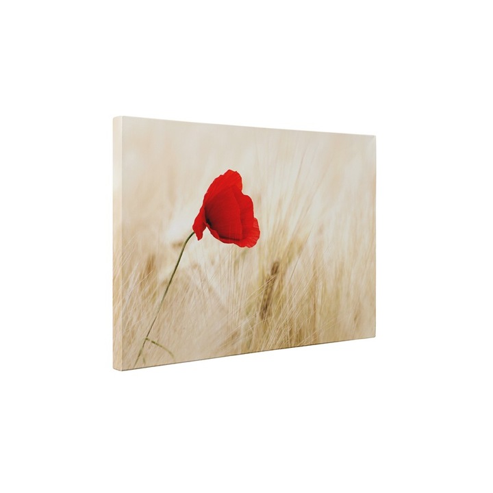 Macul - Tablou Canvas - 45x60 cm