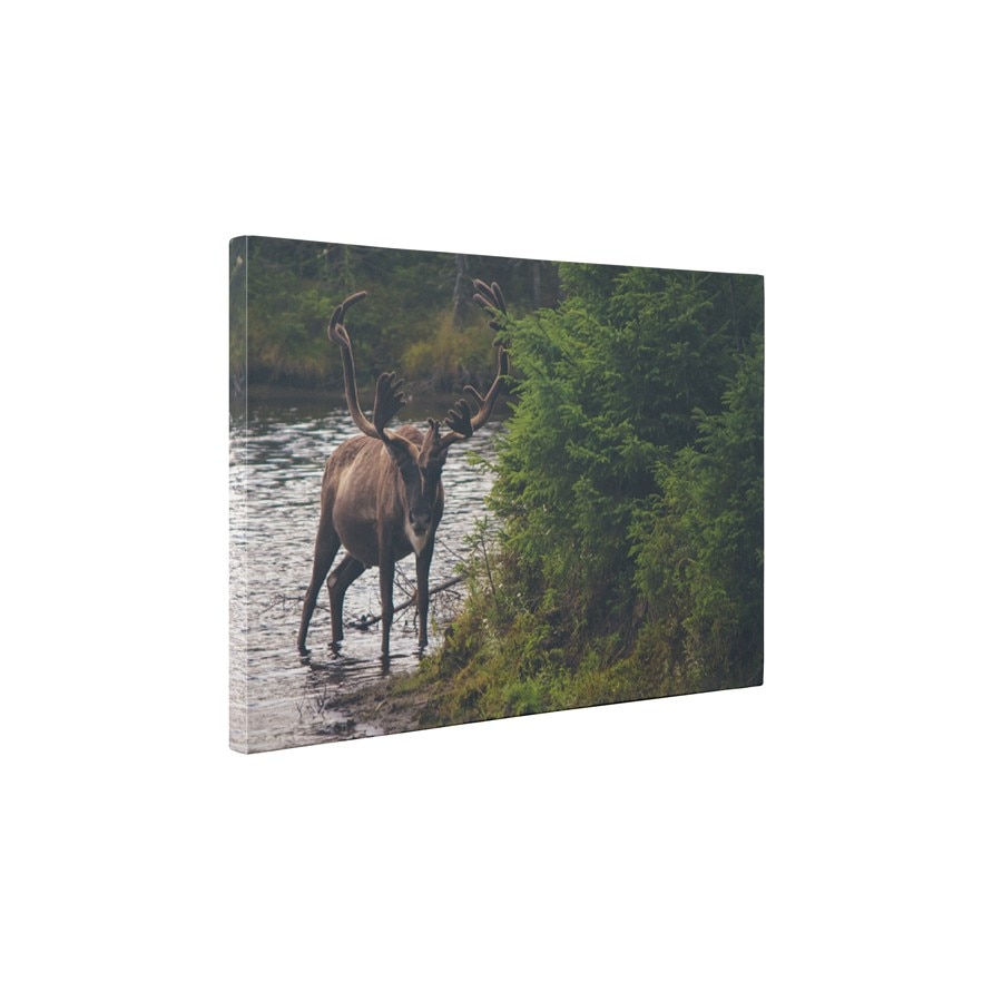 Cerbul in apa - Tablou Canvas - 60x75 cm