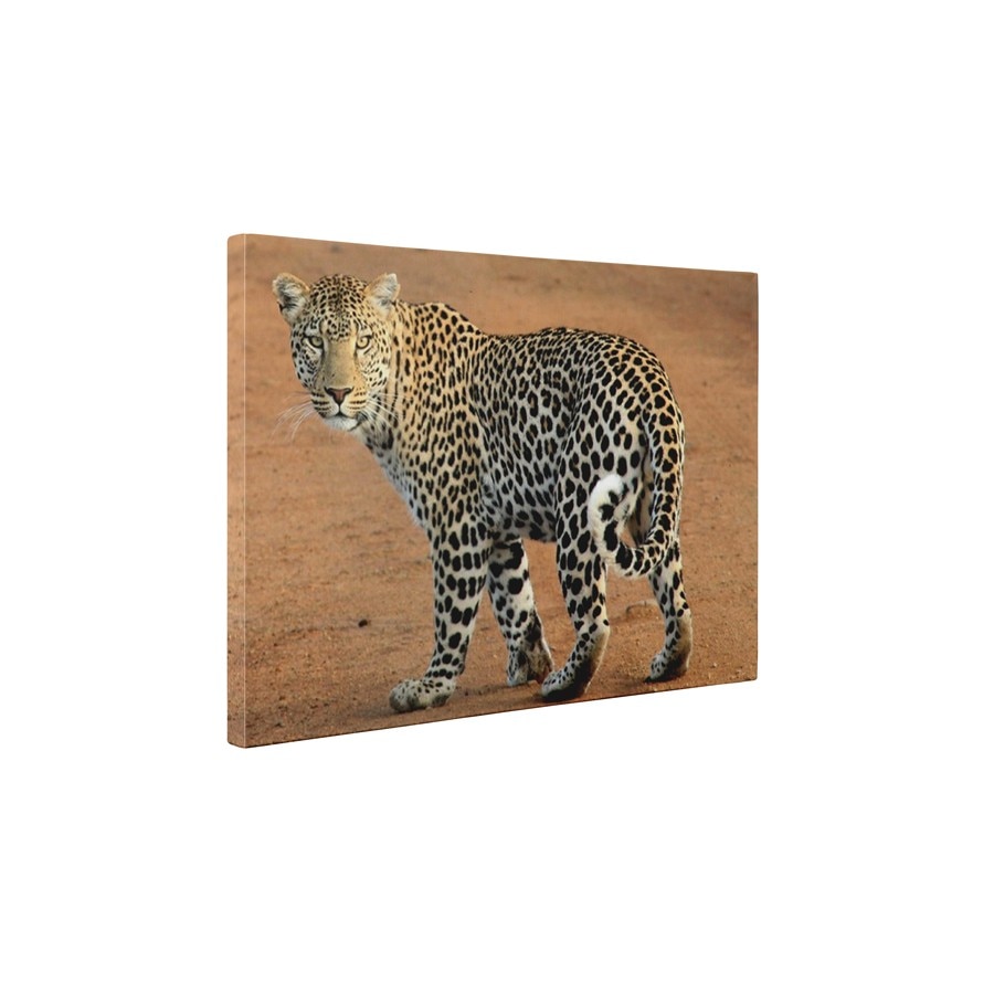 Leopard - Tablou Canvas - 60x75 cm