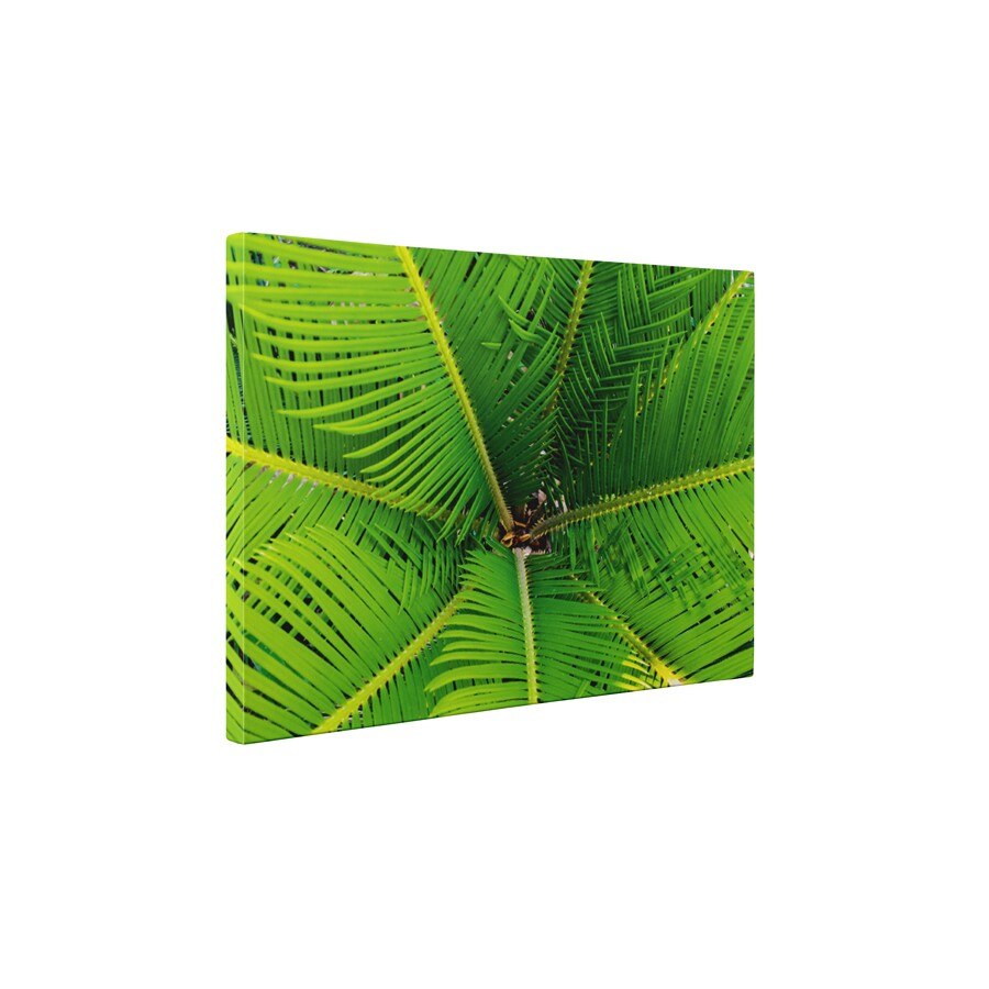 Frunze de palmier - Tablou Canvas - 60x75 cm