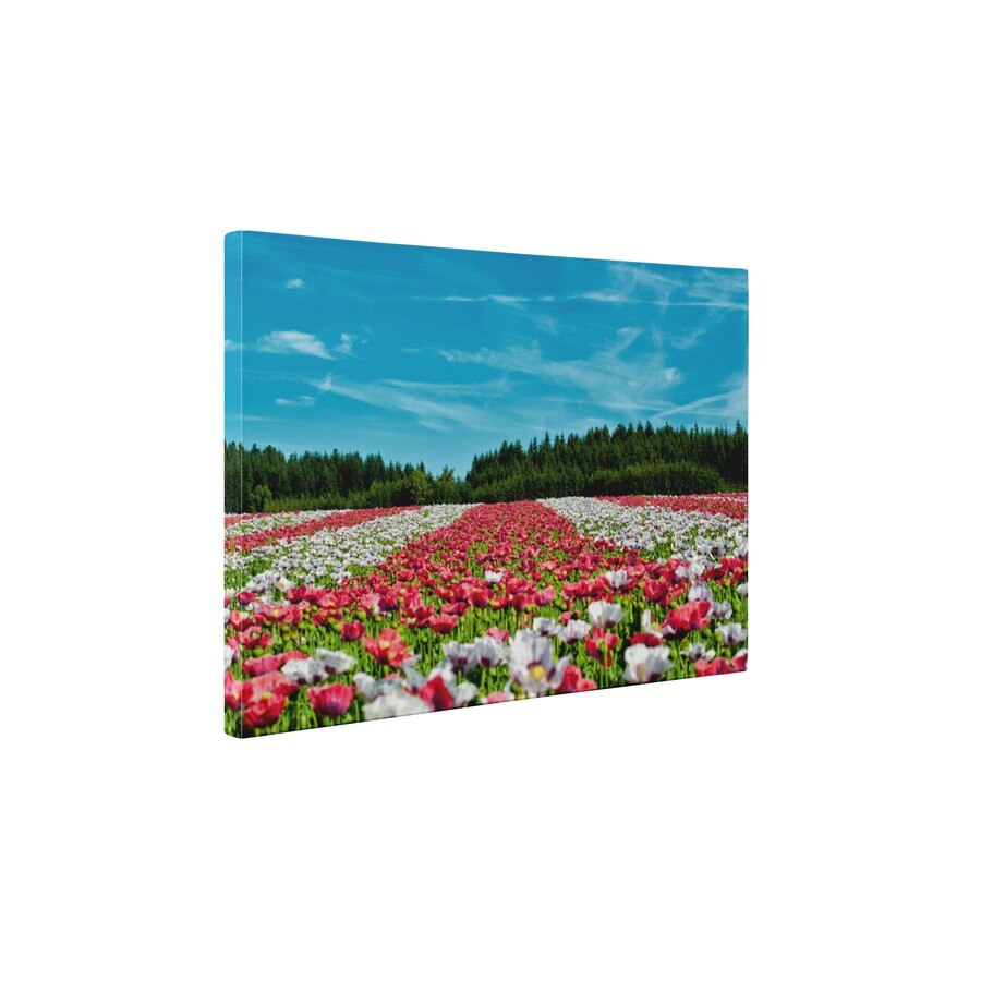 Campul colorat - Tablou Canvas - 60x75 cm