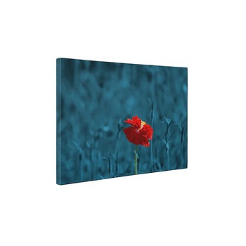 Floare speciala - Tablou Canvas - 60x75 cm Floare speciala - Tablou Canvas - 60x75 cm