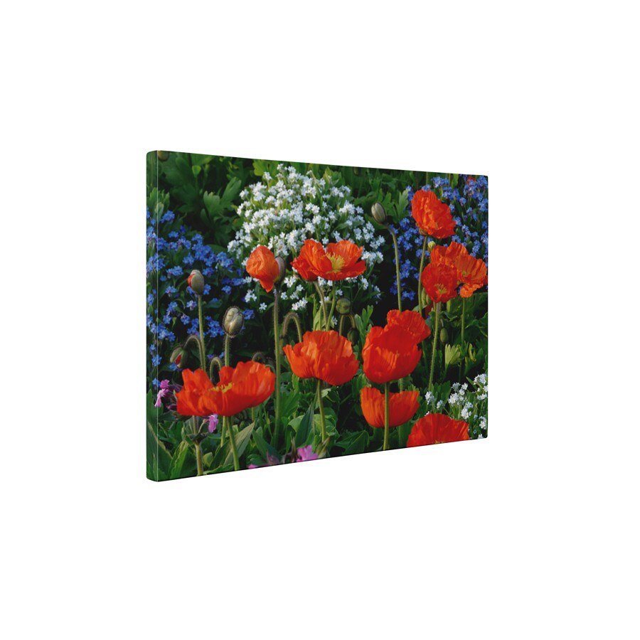 Campul cu flori - Tablou Canvas - 60x80 cm