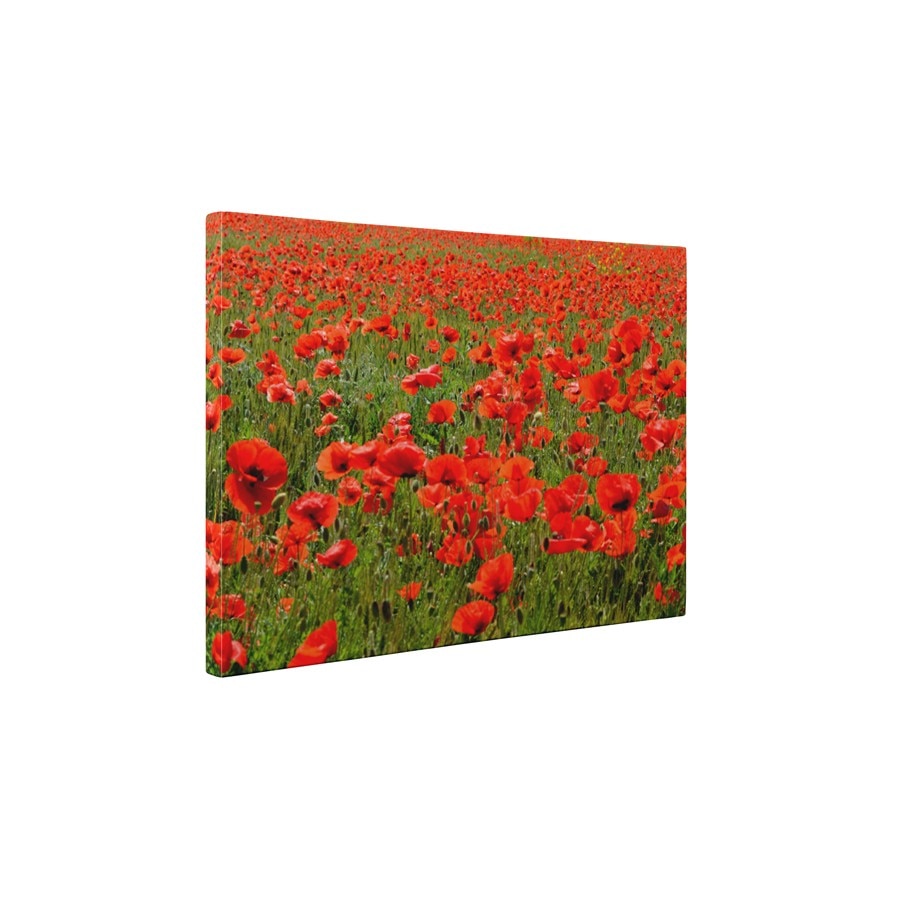 Sute de maci - Tablou Canvas - 45x60 cm