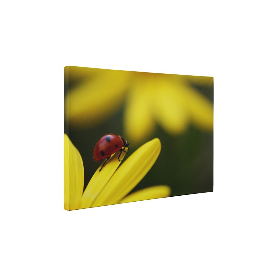 Buburuza - Tablou Canvas - 60x75 cm