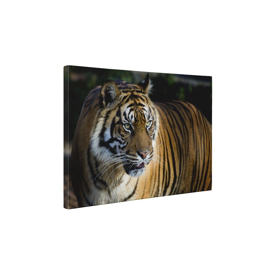 Tigru - Tablou Canvas - 60x75 cm