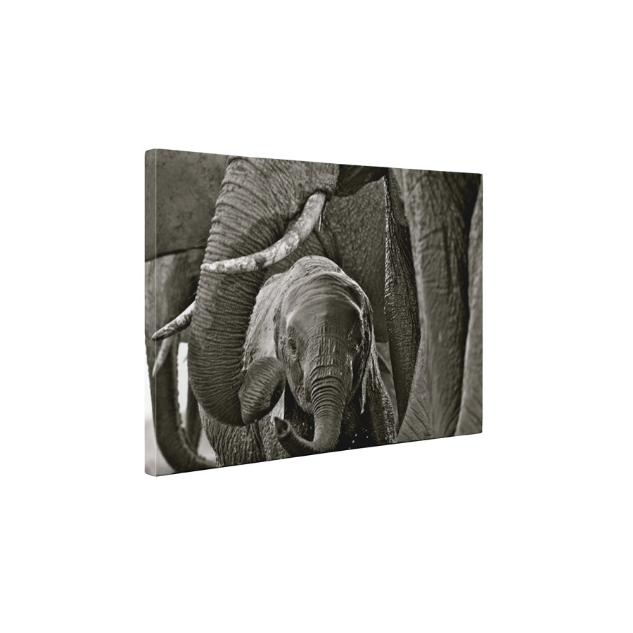 Pui de elefant - Tablou Canvas - 95x125 cm