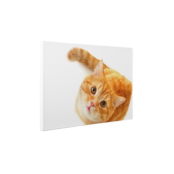 Pisica - Tablou Canvas - 60x80 cm Pisica - Tablou Canvas - 60x80 cm