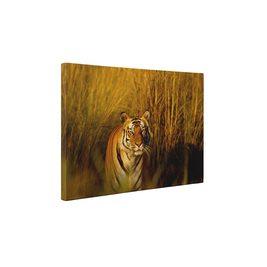 Tigrul periculos - Tablou Canvas - 45x60 cm