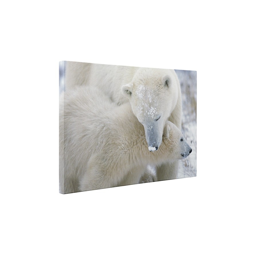 Ursi polari - Tablou Canvas - 50x65 cm