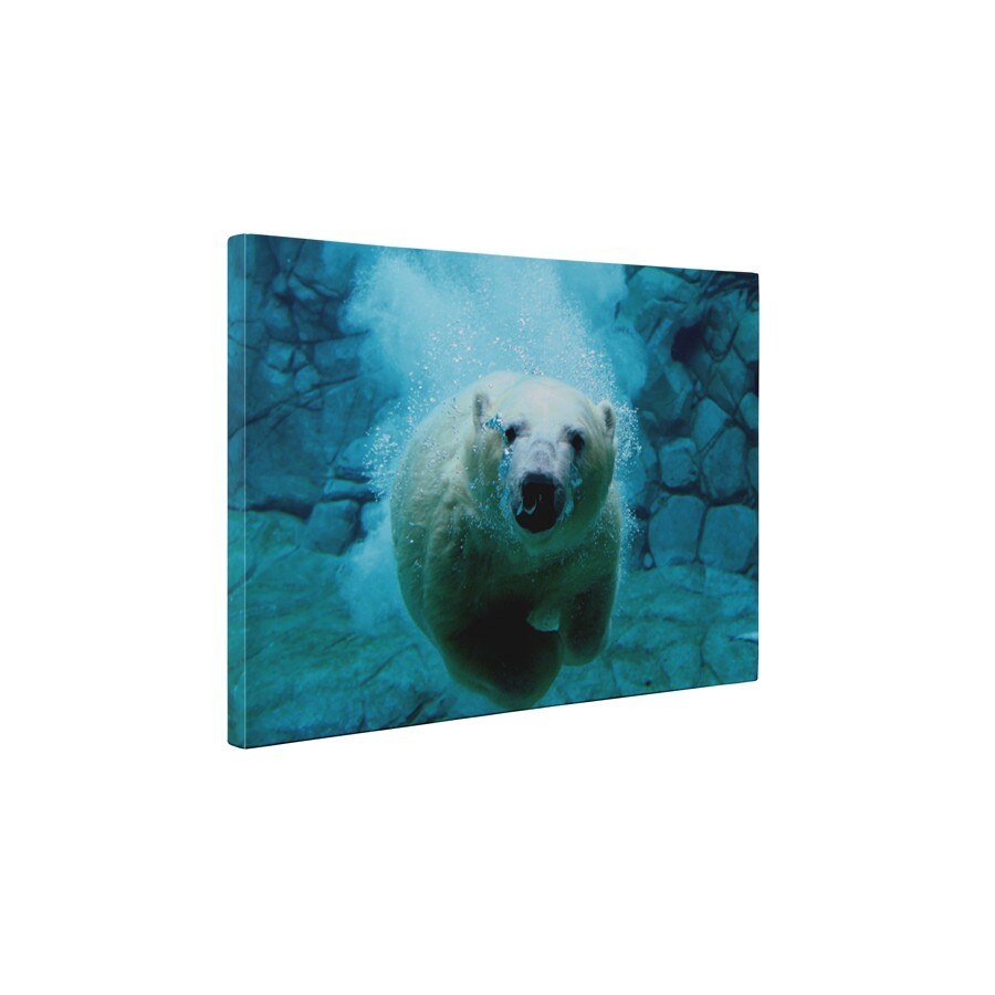 Ursul polar - Tablou Canvas - 85x110 cm